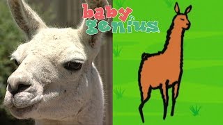 Learn Animals with Colors - Animals Colors for Kids and Children