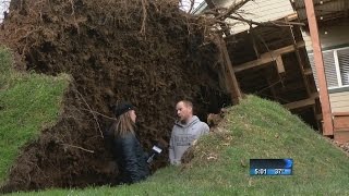 Trees down as winds whip through PNW