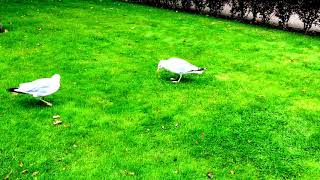 Liverpool / Seagull Riverdance [AUG 2017]