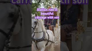 #spinalcordinjury #explore #whitehorse #stallion #disabled #carriage #disabilityawareness #fypviral