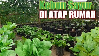 Kebun Sayur Di Atas Dak / Atap Rumah