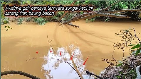 Mancing ikan baung. Di sungai kecil ini ikannya besar besar. Hampir tak masuk akal??