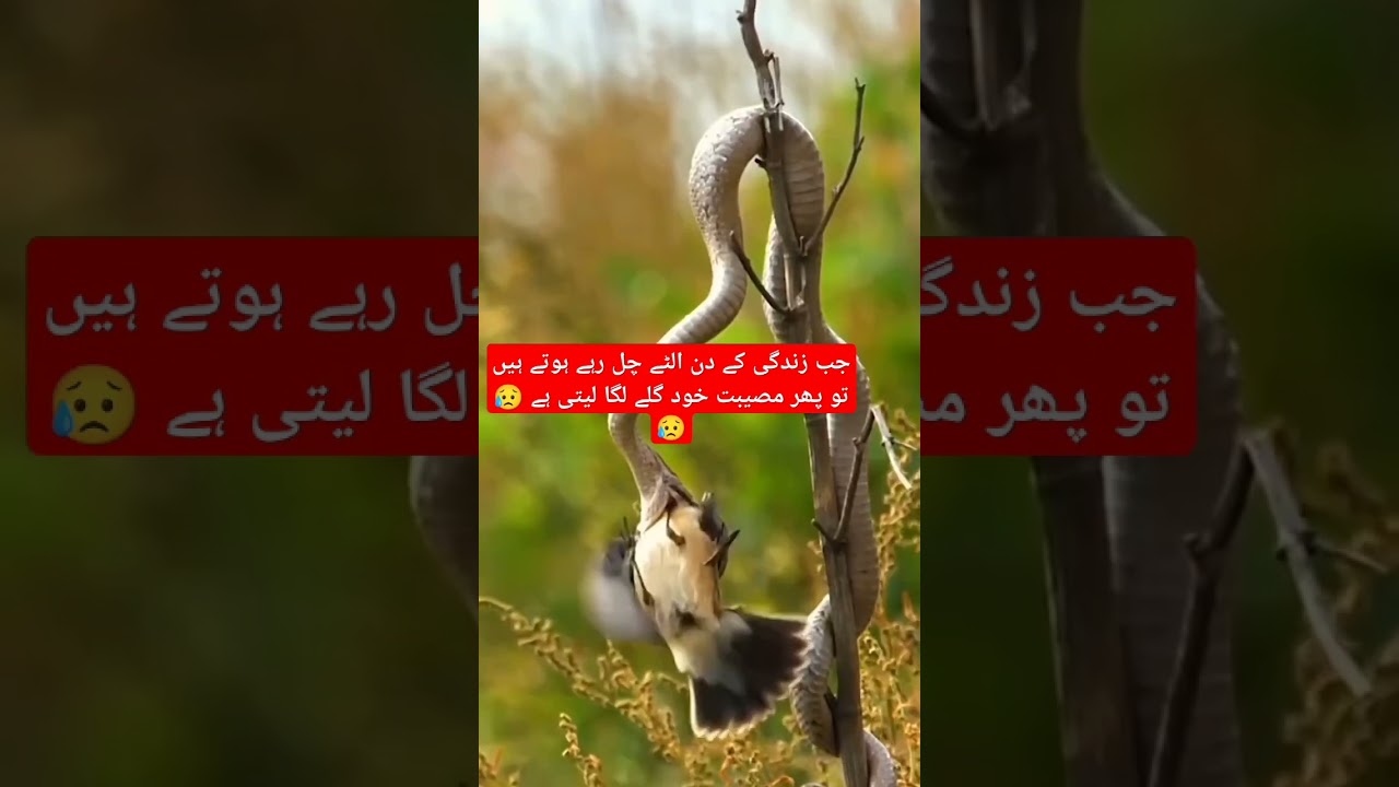 Jab zindgii ultti chal rahi hoti hy to aysa ho jata hy