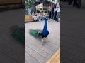 We made friends with a peacock in LA #losangeles #peacock #nature