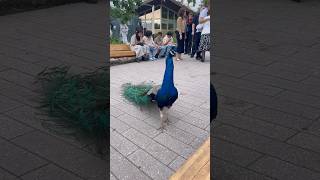 We made friends with a peacock in LA #losangeles #peacock #nature