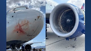 Experts help to reduce bird strikes near airplanes