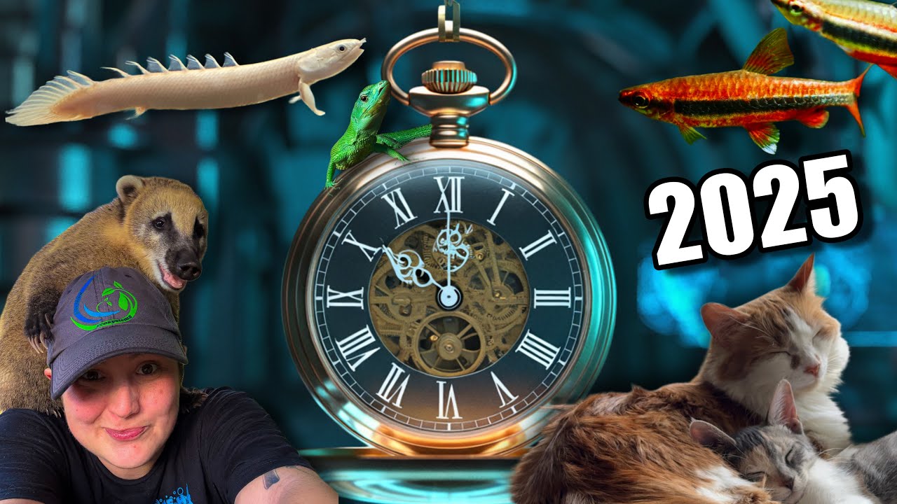 Последний обзор событий на YouTube за 2025 год.