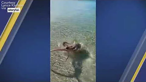 Angry octopus attacks man who filmed it at popular snorkeling spot in Australia | ABC7