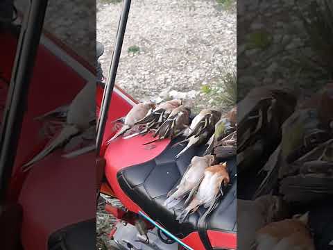 صيد البرقيطي الصلنج الساحل السوري