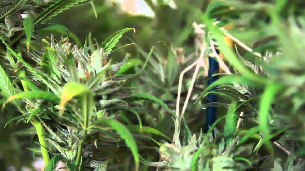 E$KOBARS Chocolate Rain