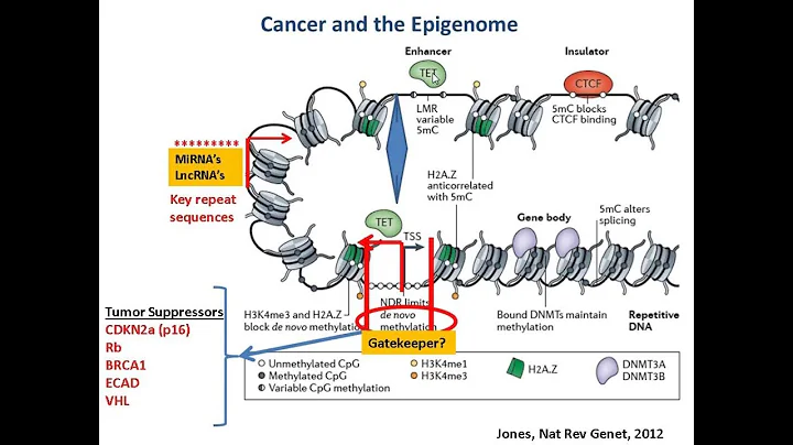 Targeting Cancer Pathways: The Epigenetics Question - DayDayNews