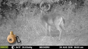 Mock Scrapes In August!!  Folks, scents are not just for the rut!!