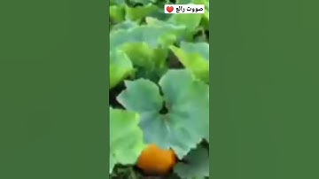 سورة الاعراف بصوت عذب ♥️