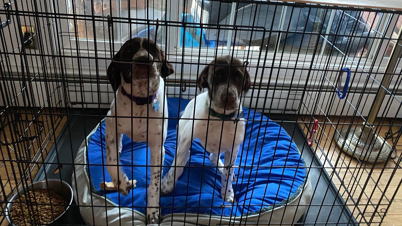 Puppy fight Two YouTube