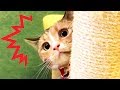 ツメを研ぐ猫　眠る猫たちが可愛過ぎたけど…www