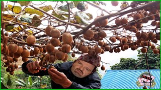 D.D. / Kiwi Farms Rant / Trolls Attack Snort Fort