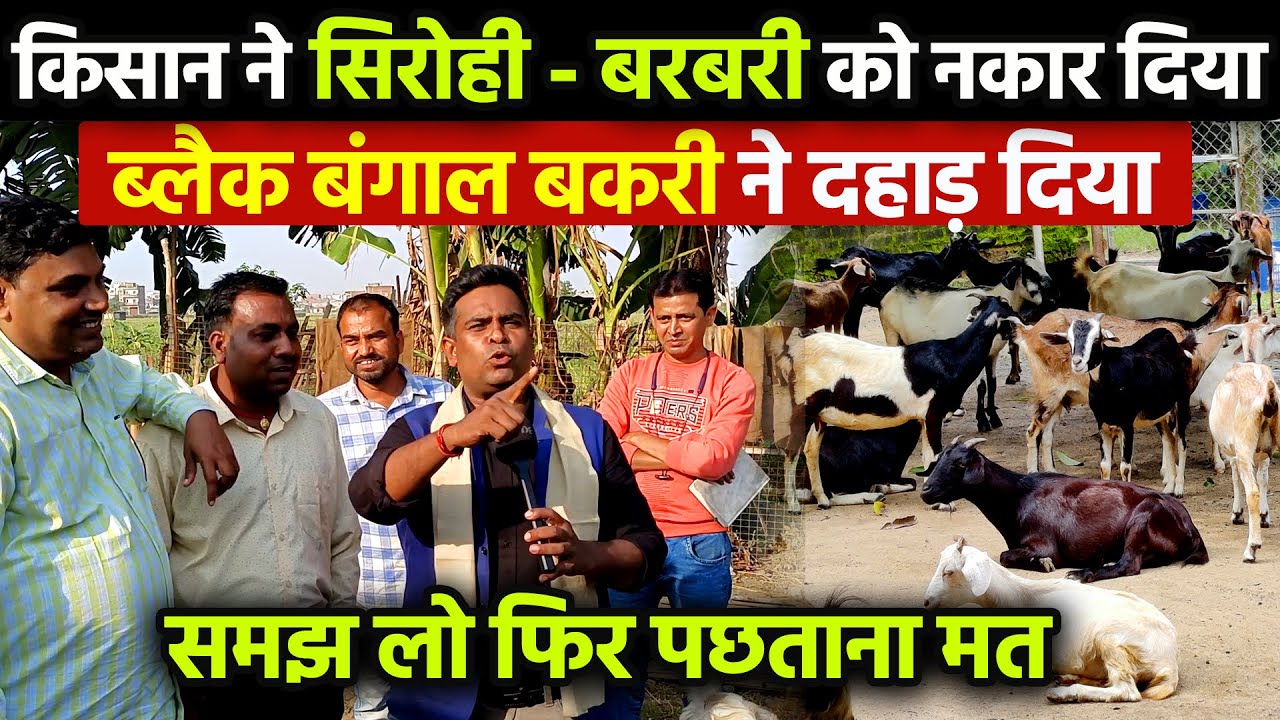 बरबरी-सिरोही बकरी को किसान ने क्यों नकार दिया, BLACK BENGAL BAKRI ने दहाड़ा🐐GOAT FARMING की असल हकीकत