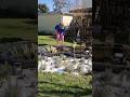 pegleg lady#amputationjourney #love #amputada #amputado #stumping #pegleg #oneleg