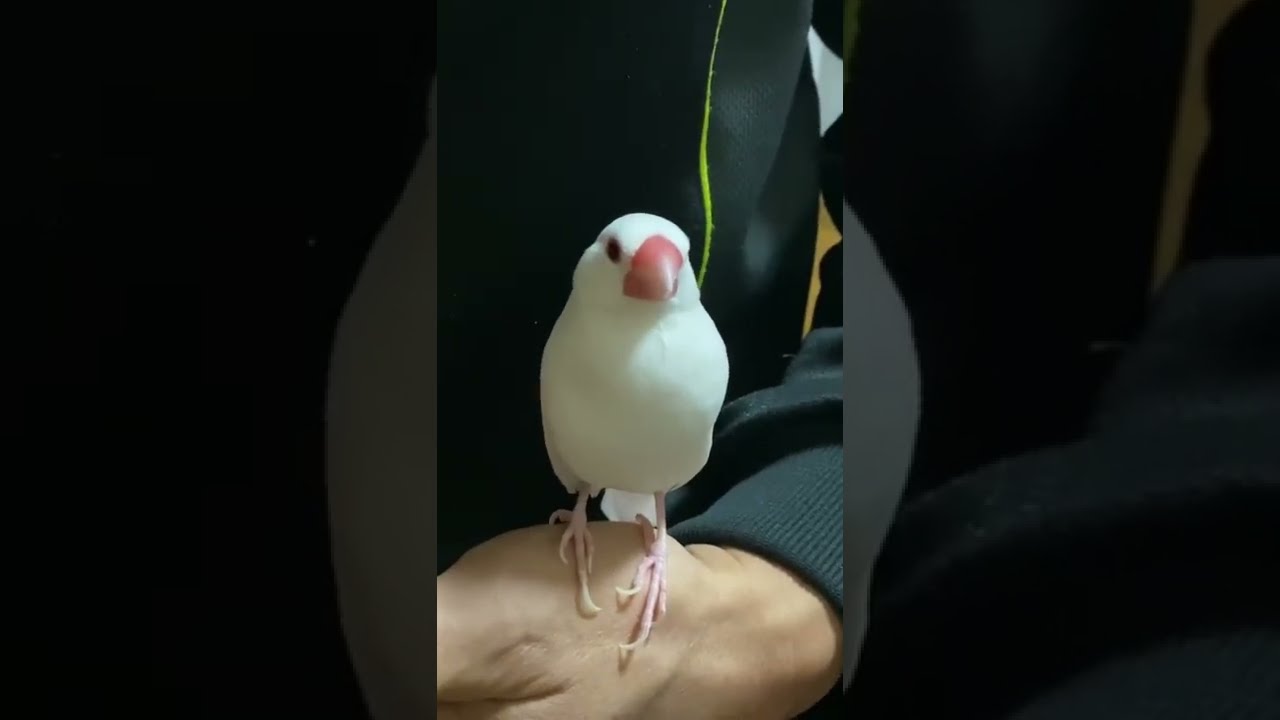 あちゃちゅむムチャチャ　白鳥バレッタ AHCAHCUM.muchacha 白鳥バレッタ・パールイヤーカフ 2点セット