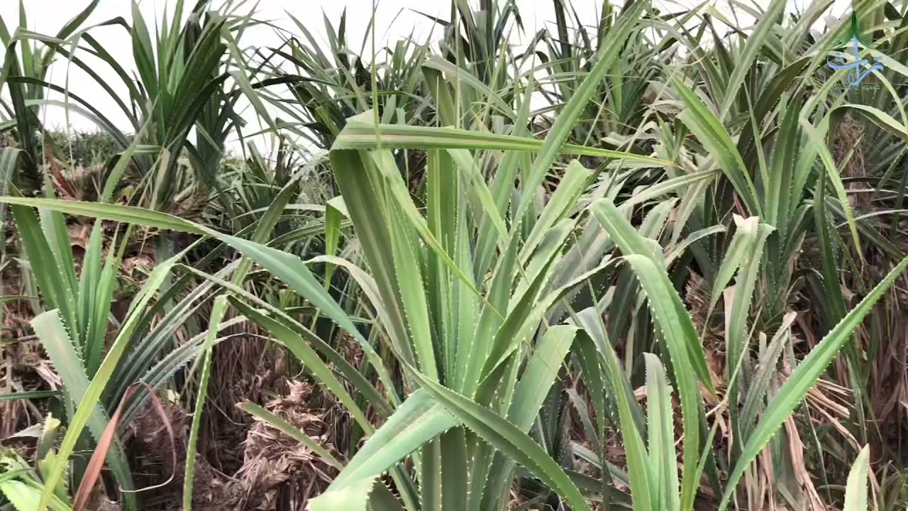 مع برك وريحاني | أحمد شعتور 🎤