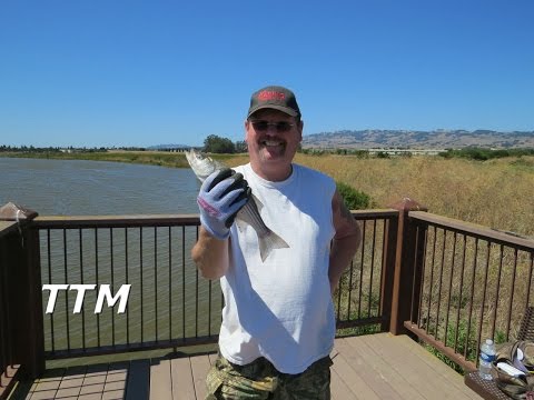 Como usar Anchovas congeladas por Isca e Catching Striped Bass