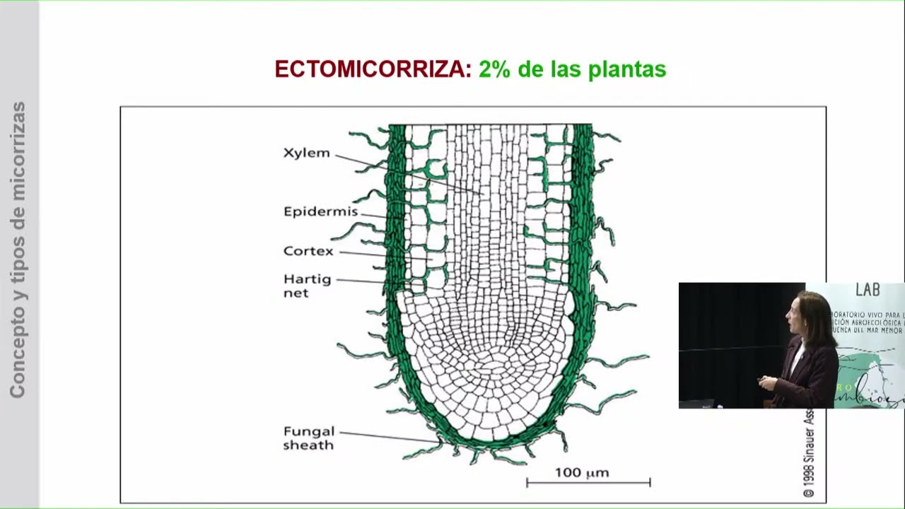 MICROORGANISMOS DEL SUELO. MANEJO DE LA FERTILIDAD ORGÁNICA DEL SUELO. MARZO 2026. AgrosimbiosisLab