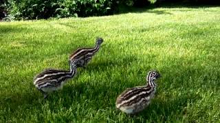Baby Emus In The Yard With Lucy Dog