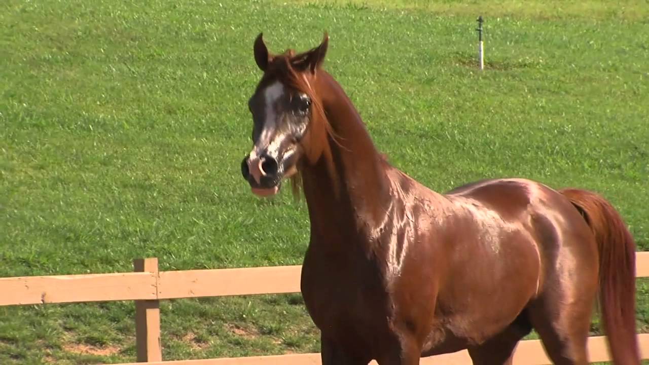 QR Julio Stallion Video 2014 YouTube