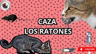 Video para #gatos | #Ratones