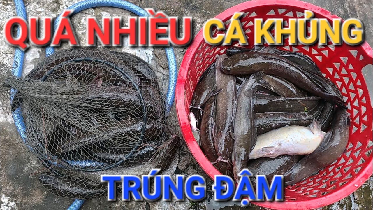 CHIA SẼ CÁCH ĐẶT LỜ MÙA NƯỚC NỔI SIÊU CHẠY CÁ LUÔN