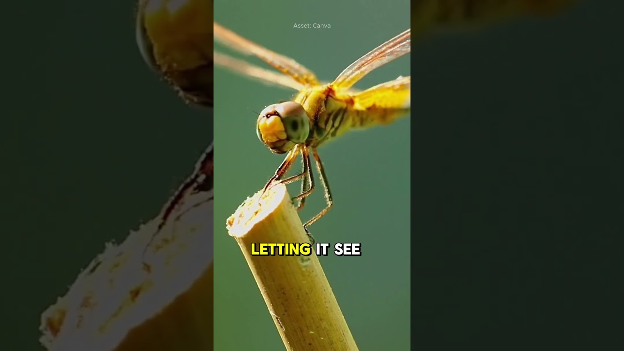 The Secret Life of the Dragonfly 