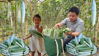 Harvesting luffa goes to the market sell - Cooking