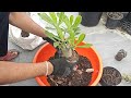 Repotting of Adenium Plant After Radial Root Trimming