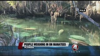 Manatees endangered species
