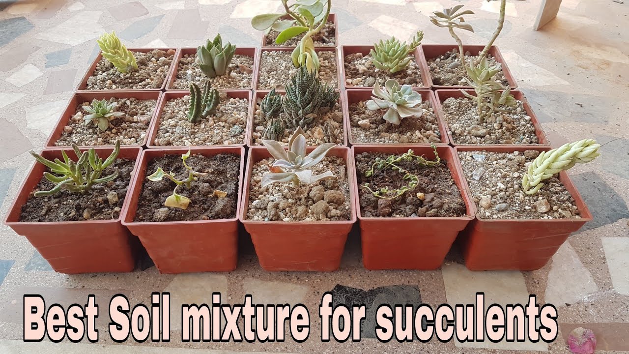 Best soil mixture for succulents   How to grow succulents in container