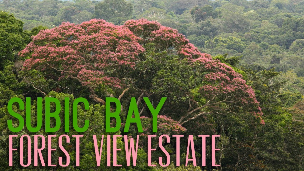 Subic Bay Forest View Estate YouTube