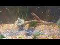 Beginning of video