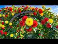 👉 “Relaxing Rose Garden Walk 4K 🌹 | 99% People Feel Calm Watching This”