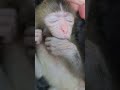 【極上ASMR】天使の指しゃぶり。寝顔を見るだけの動画💕Sleeping 1-month-old baby monkey sucking finger. Unbelievable cuteness!
