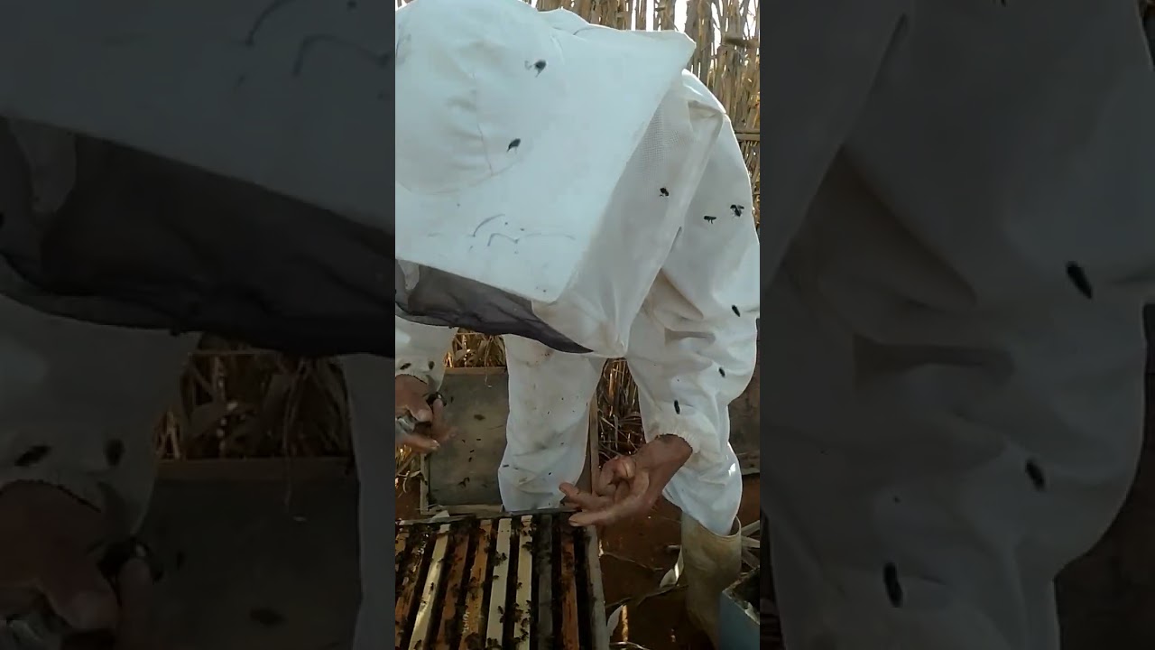 كيفية رفع العسالة