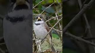 Gargantillo o Corbatita Sporophila caerulescens cantando en su hábitat natural  🐦#aves  #pajaros