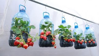 The experience of growing strawberries at home with plastic bottles is great