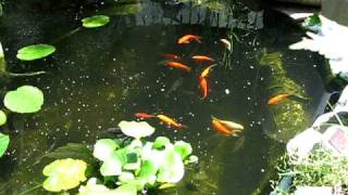 poisson rouge mené