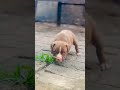 8810623046 Heavy bone American Bully puppy available ❤️ vaccinated active puppy call 8810623046