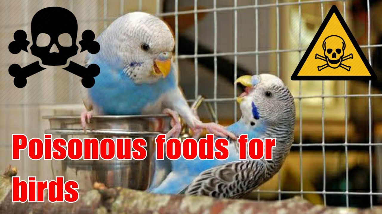 Poisonous and Dangerous Foods for Birds // in Tamil. YouTube