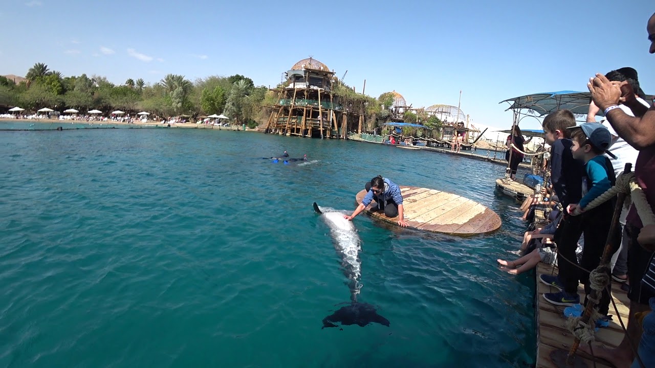Dolphin reef, Eilat, Israel