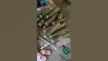 dọ đõ bắt tôm