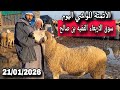 مباشرة من سوق الاربعاء الفقيه بن صالح 21 01 2026 مع التمن الحولي و النعجة و حولية 