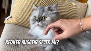 Kediler misafir sever mi⁉️ by Kedi Lolayla 3,336 views 5 months ago 6 minutes, 38 seconds