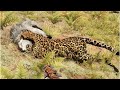 THE JAGUAR - All prey hunting animation in SLOW MOTION